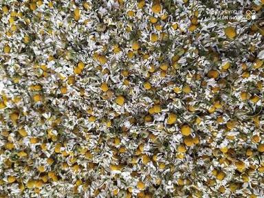 Chamomile Flower Plants With Yellow White Color And Natural Aroma Shelf Life: 15 Days