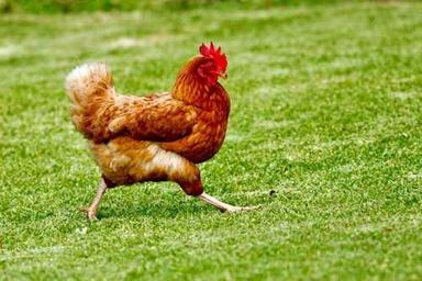 High Protein Red Colour Fresh Chicken For Chicken Breeder And Supplier Grade: Poutry