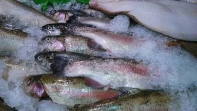 Rich In Protein Good In Taste Easy To Digest Raw Preserved Marine Frozen Pikist Fish Packaging: Can