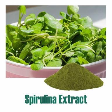 Herbal Product Arthrospira Platensis (Spirulina) Extract Dry Powder