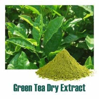 Green Camellia Sinensis (Green Tea) Extract Dry Powder