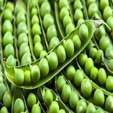 Rich Delicious Healthy Natural Taste Chemical Free Fresh Green Peas