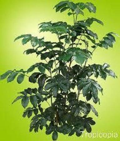 Well Watered Healthy Green Mahogany Wood Plants Size: Various Sizes Are Available