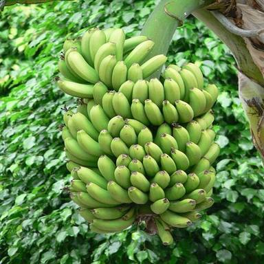 Absolutely Delicious Rich Natural Taste Chemical Free Healthy Organic Fresh Green Banana Origin: India