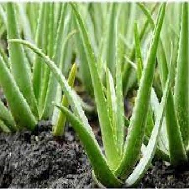 Easy To Grow Long Term Freshness Aloe Vera Plant With Pot For Home Indoor And Outdoor Recommended For: All