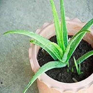 Herbal Product Easy To Grow Short Stemmed Bush Aloe Vera Live Plant For Home Ayurvedic Medicine