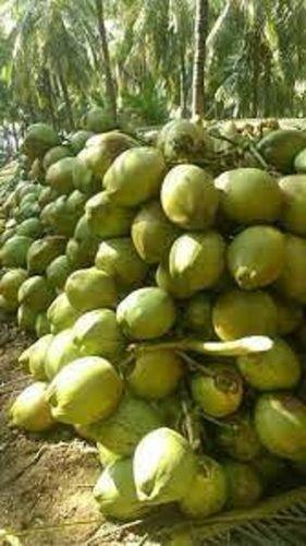 आम अशुद्धियों से मुक्त, अत्यधिक पौष्टिक और वसा मुक्त, स्वास्थ्य के लिए अच्छा ऑर्गेनिक हरा नारियल