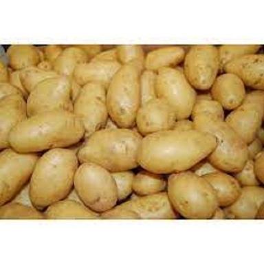 Rich In Vitamins Potassium And Magnesium Rich Taste Organic Fresh Potatoes Moisture (%): 30% ;