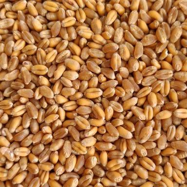 A Grade Indian Origin Golden Color Wheat Grain With High Nutritious Value Broken (%): 1