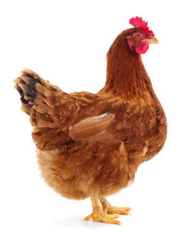 Isa Brown Breed Profile Country Chicken Polytery Farm 1Kg, Lifespan: 4+ Years. Gender: Female