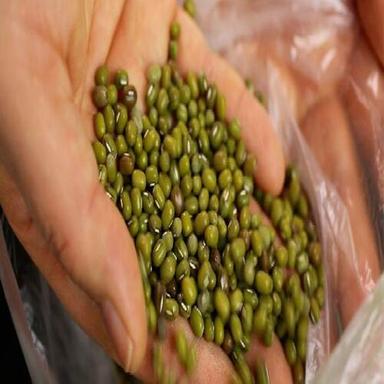 Rich In Protein Natural Taste Dried Whole Green Mung Beans Grain Size: Standard
