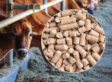 Cow Cattle Feed for Increase Milk Yield With 25 Kg Packaging Size