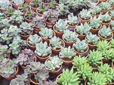 Green Decoration And Gardening Pachyveria Haagei Succulent Plants (Length 2 M)