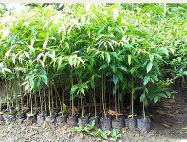 Green Easy To Placed Plants Villa Live Healthy Baramasi Mango Fruit Plant With Pot