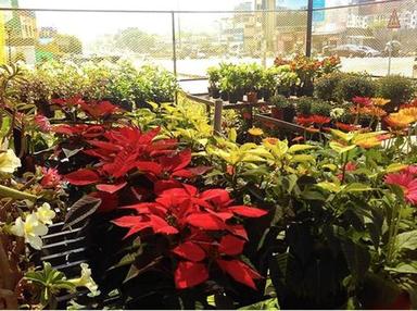 Eco-Friendly Eco Friendly Easy To Placed Green And Red Winter Poinsettias And Christmas Trees