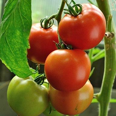  100% Fresh And Natural Golden Hills Tomato For Cooking, Salad, Fine In Taste Moisture (%): 80%