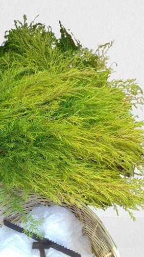 Green Elegant Look Easy To Grow Coleonema Large Leaves Plant For Home Decor
