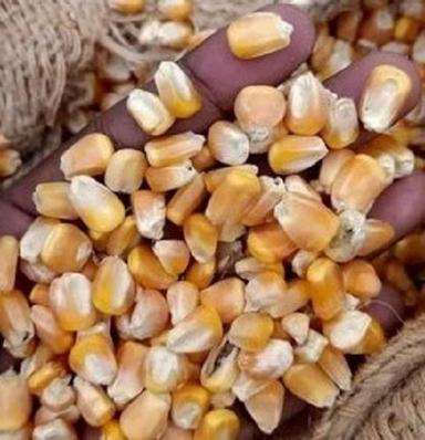 Natural Purity Organic Yellow Dried Indian Maize Seeds For Animal And Human Food Admixture (%): 2.5%