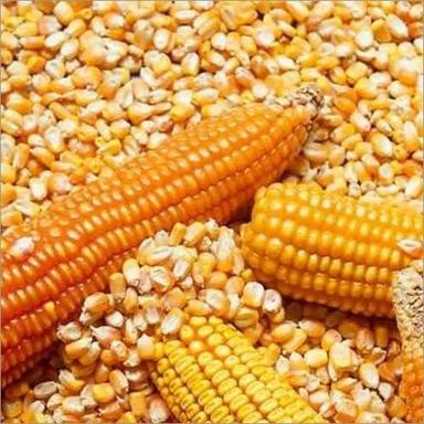 Organic Meal Corn Maize Cattle Feed For Animals Use Efficacy: Promote Healthy