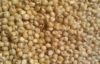 Pure Natural Pahadi Yellow Jowar Seed Organically Grown Without Pesticides And Fertilizers Admixture (%): 3%