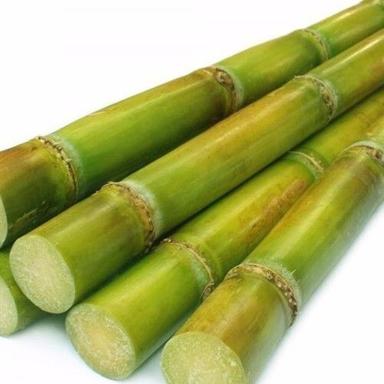No Artificial Color Rich Natural Sweet Taste Healthy Green Fresh Sugarcane Origin: India