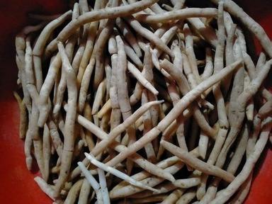 Black Shatavari Root Natural Ayurvedic Herb Well Being Tonic Dried Form Elongated Shape
