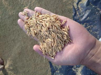 Premium Quality With High Nutritional Value Yellow Long-Grain Basmati Rice Broken (%): 5%