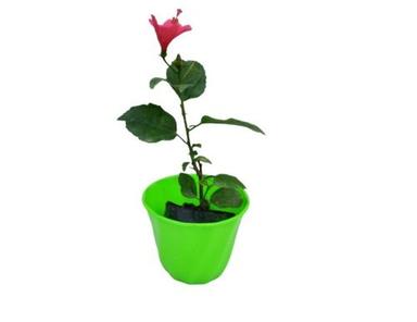 Red Pune Jaba Flowering Plant With Pot Use To Decorate In Office And Homes