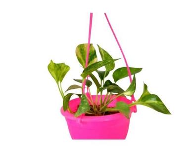 Green Strawberry Plant With Pink Color Ceramic Pot For Plantation (Pack Of 1)