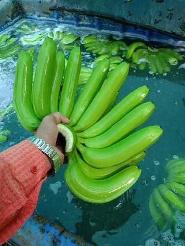 Rich In Vitamins 100% Organic Fresh Green Raw Banana Shelf Life: 2-9 Days