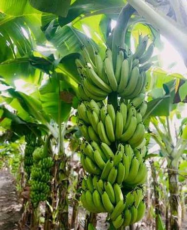 Green Rich In Vitamins Dietary Fiber And Potassium 100% Organic Fresh Raw Banana