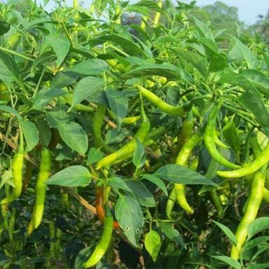 Well-Watered High Hybrid Natural Green Chilli Plant For Gardening  Size: Standard