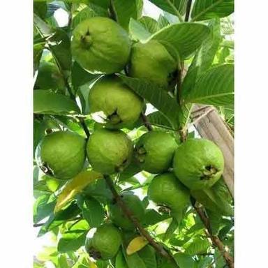 Organic A Grade And Indian Origin Tasty And Healthy Green Colour Guava