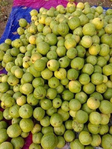 Open Air Good For Health Pesticide Free Healthy And Nutritious Delicious Taste Fresh Green Guava