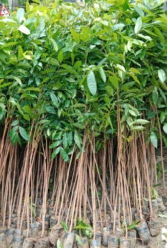  हरे महोगनी के पौधे स्वीटेनिया मैक्रोफिला का पौधा, 20 मीटर तक लंबा होगा