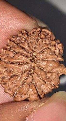 Brown Color Oval Shape 16 Mukhi Rudraksha