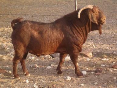Brown Kalahari Red Live Goats For Goat Farming