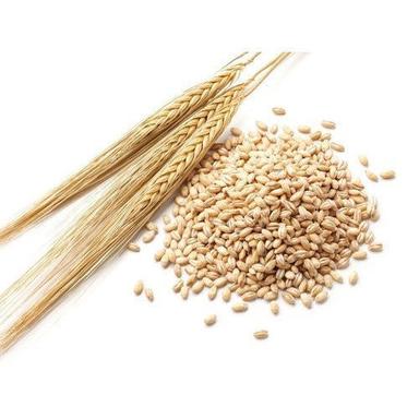 Rich In Manganese Phosphorus Magnesium Selenium And Copper Indian Pearl Barley Flakes Usage: Food