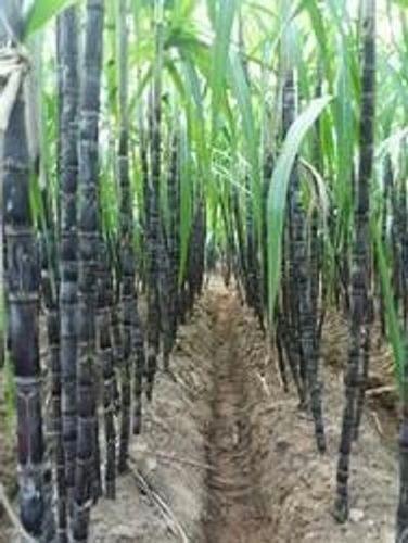 Common Indian Origin And A Grade Sugarcane With Rich Nutritious Values