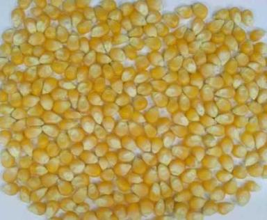 Yellow Organic Corn Seed For Making Popcorn And Cattle Feed