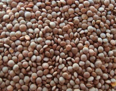 Fresh Organic Masoor Dal With Rich In Dietary Fiber And 12 Months Shelf Life, 12% Moisture Admixture (%): Less Than1%