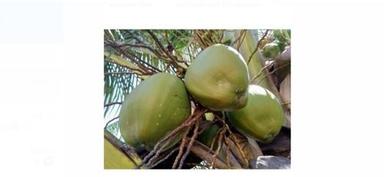 सामान्य थोक मूल्य निर्यात गुणवत्ता 10 इंच ए ग्रेड ताजा हरा नारियल