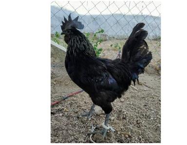 2 Kg Pure Black Color Healthy Chicken Kadaknath Live Chicken Gender: Male