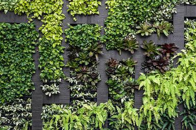 Black Green Decorative Plants For Home