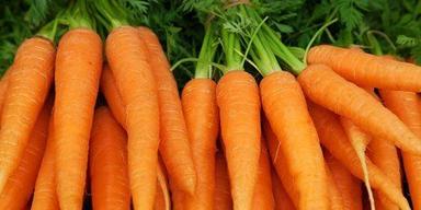 Length Rich Vitamin And Minerals A Grade 100% Pure Fresh Organic Red Carrot 