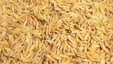 Wholesale Price Dried Hybrid Long Grain Brown Paddy Rice For Agriculture Farming Broken (%): 1%