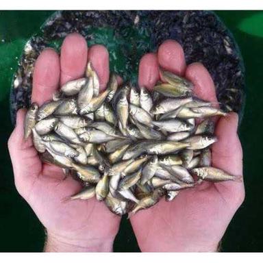 Natural Fish Seed For Fish Farming, Size 2-3 Inch, High In Protein