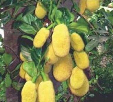 Easy Storage And Fast Growth Garden Fresh Breed Natural Jack Fruit Plant Shelf Life: 6 Months