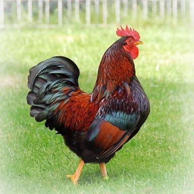 Live Country Chicken Brown Colour Gender: Both