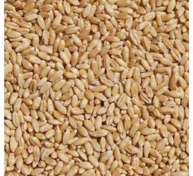 Light Brown 100% Pure And Unadulterated Milling Wheat For Making Chapatis And Other Dishes